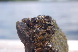 zebra mussel