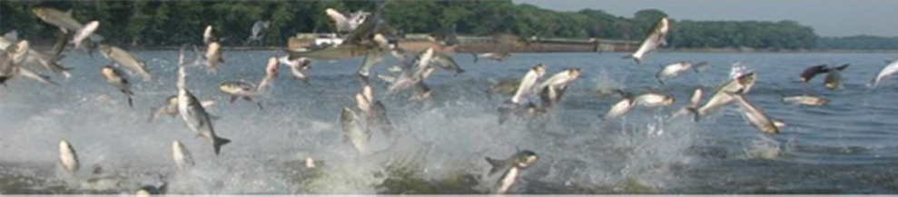 Asian Carp