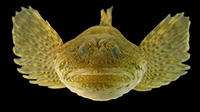 sculpin