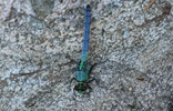 dragon fly