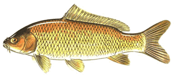 Large Common Carp Cyprinus Carpio on the Hook with Sweet Corn