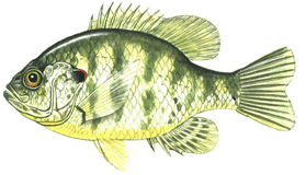 Fishing in Illinois-Redear Sunfish
