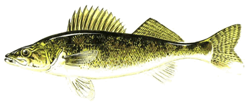 Walleye