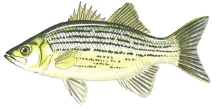 White Bass (Morone chrysops)