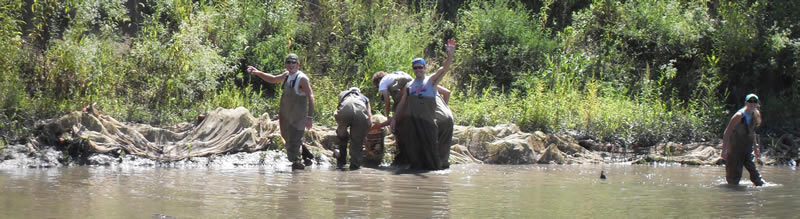 fishes of champaign county sampling