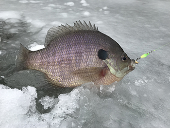 Ice Fishing  Lake County Forest Preserves