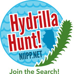 hydrilla logo