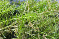 hydrilla