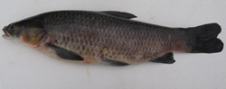 blackcarp