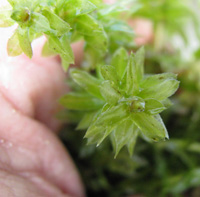 hydrilla close up