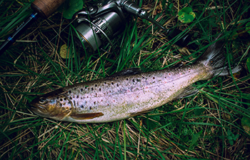 Trout Fishing in America: Addison County's Secret Streams