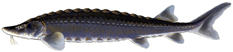 sturgeon